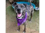 Adopt Bone a Catahoula Leopard Dog