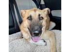 Adopt Julius a Shepherd