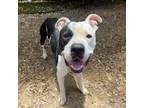 Adopt Ping a Pit Bull Terrier