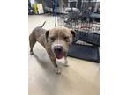 Adopt Sonny a Pit Bull Terrier, Mixed Breed