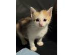 Adopt kitten 2 a Domestic Short Hair