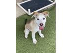 Adopt Lime a Siberian Husky, Mixed Breed