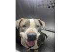 Adopt Homer a American Staffordshire Terrier, Mixed Breed