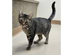 Adopt King Arthur a Domestic Short Hair