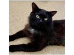 Adopt Miles a Domestic Medium Hair