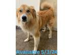 Adopt Dog Kennel # 24 a Collie, Mixed Breed