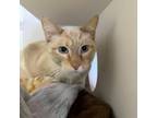 Adopt Mashmellow a Domestic Short Hair