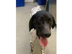 Adopt Moose a German Shorthaired Pointer
