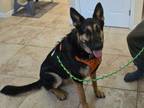 Adopt Jax--Courtesy Post a German Shepherd Dog