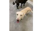 Adopt Tyson a Labrador Retriever, Mixed Breed