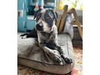 Adopt Monster a Pointer, Cattle Dog
