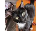 Adopt Matteo a Domestic Short Hair