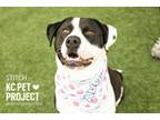 Adopt Stitch a Pit Bull Terrier, Mixed Breed