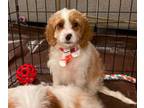 Adopt Moon a Cavalier King Charles Spaniel, Poodle