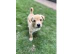 Adopt Maverick a Labrador Retriever