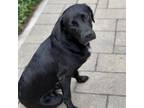 Adopt Paco a Hound, Labrador Retriever