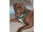 Adopt Rex a American Staffordshire Terrier, Labrador Retriever