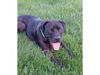 Adopt Davey a Pit Bull Terrier, Labrador Retriever