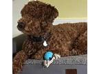Adopt Augie a Standard Poodle