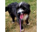 Adopt Hopper JuM a Schnauzer, Terrier