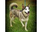 Adopt Spike JuM a Husky