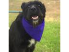 Adopt Hamlet AKA Hammy JuM a Terrier, Black Labrador Retriever