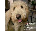 Adopt Benny a Goldendoodle