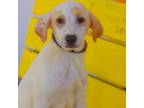 Adopt Pugsley Addams 24-04-115 a Labrador Retriever
