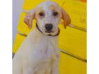 Adopt Pugsley Addams 24-04-115 a Anatolian Shepherd