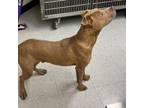Adopt Mocha 24-04-081 a Pit Bull Terrier