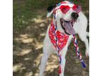 Adopt Boots 24-04-099 a Dalmatian