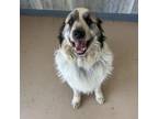 Adopt Scooby a Anatolian Shepherd, Great Pyrenees