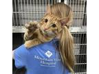 Adopt Butterscotch a Domestic Short Hair