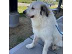 Adopt Snowy a Anatolian Shepherd, Great Pyrenees