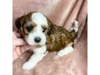 Havanese Puppy for sale in Maryville, MO, USA