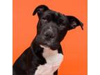 Adopt Bruce a Pit Bull Terrier, Shar-Pei