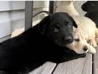 Adopt Panther - Hollis pups a Labrador Retriever, Golden Retriever