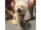 Adopt Trout a Poodle