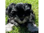 Schnauzer (Miniature) Puppy for sale in Comanche, OK, USA