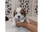 Cavalier King Charles Spaniel Puppy for sale in Memphis, MO, USA