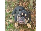 Bulldog Puppy for sale in Deland, FL, USA