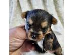 Yorkshire Terrier Puppy for sale in Atoka, OK, USA
