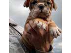 Bulldog Puppy for sale in Kirkland, WA, USA