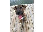 Adopt Phillip a Black Mouth Cur, Hound