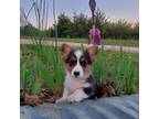 Pembroke Welsh Corgi Puppy for sale in Oskaloosa, KS, USA