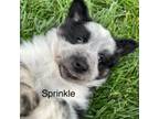 Adopt Sprinkles a Australian Cattle Dog / Blue Heeler