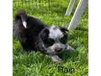 Adopt Rain a Australian Cattle Dog / Blue Heeler