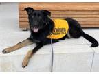 Adopt * Atlas - Adoption Pending a German Shepherd Dog