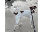 Adopt Rolo a Pointer