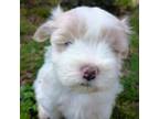 Maltese Puppy for sale in Bronxville, NY, USA